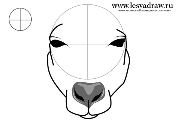 Анатомия волка референс
