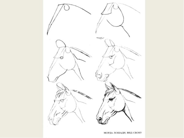 Поэтапный рисунок Льва