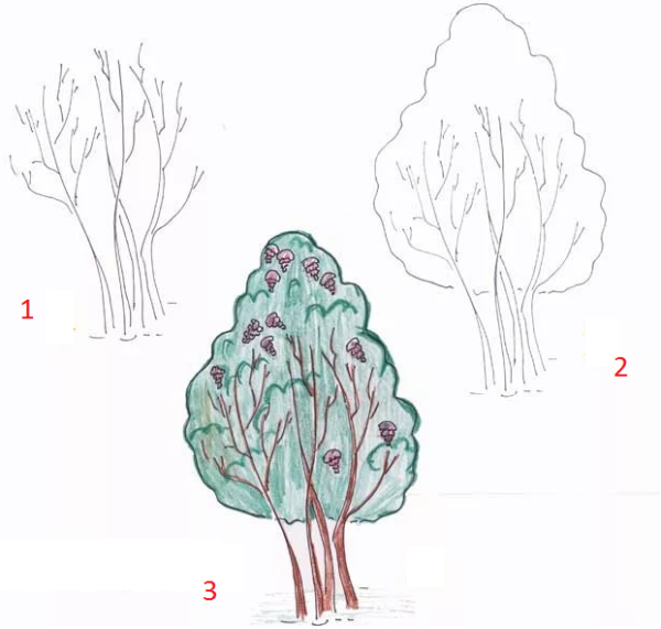 Поэтапное рисование кустарников детям