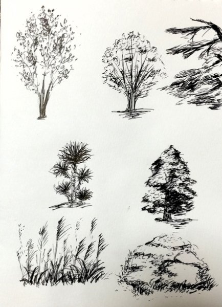 Наброски и зарисовки различных пород деревьев