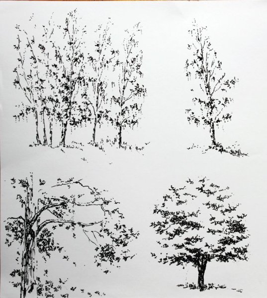 Наброски деревьев и растений