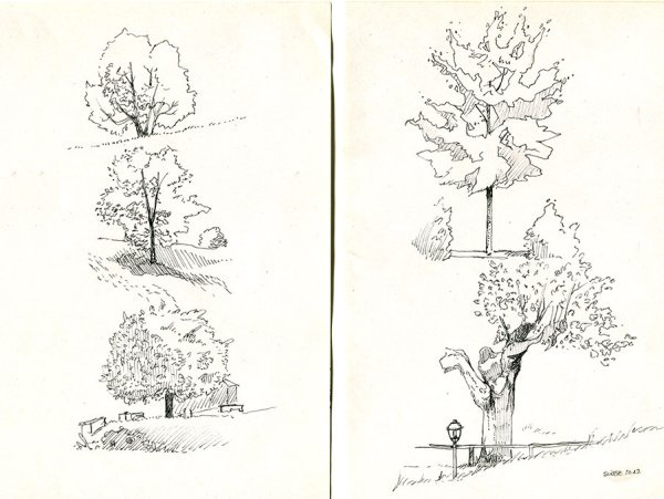 Графические зарисовки деревьев и кустарников