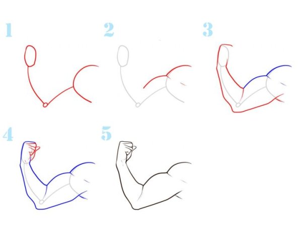 Бицепс нарисованный