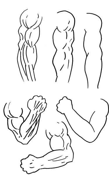 Мускулы нарисованные