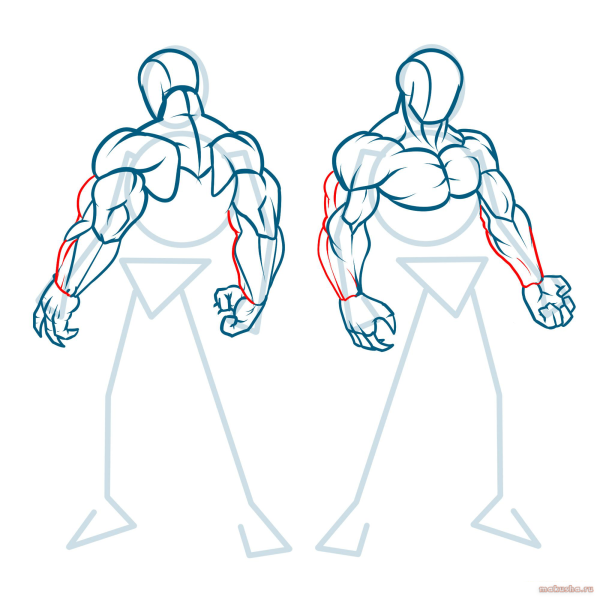 Мускулы для рисования