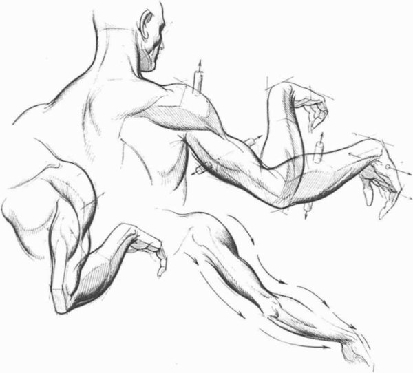 Мышцы рук референс