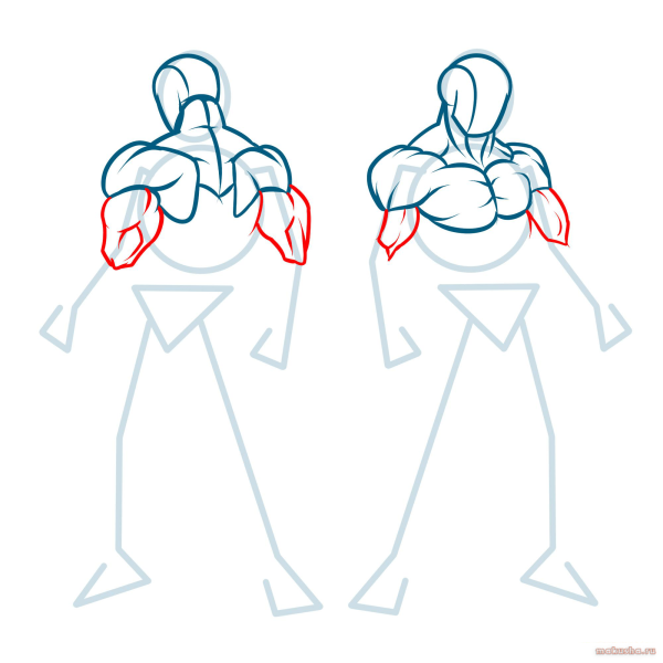 Мускулы для рисования для начинающих