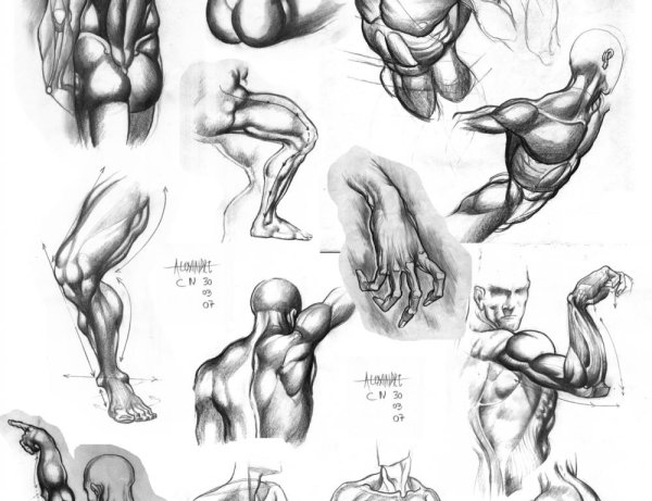 Референс мышцы в динамике