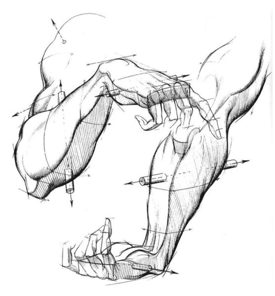 Burne Hogarth анатомия