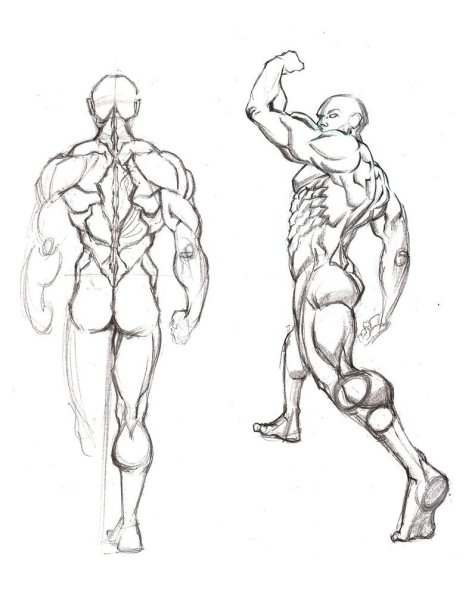 Анатомия Наброски