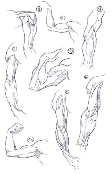 Мышцы рук для рисования