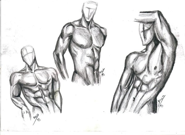 Мышцы рисунок простой