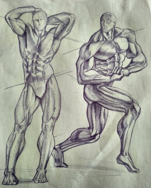 Бодибилдер анатомия референс