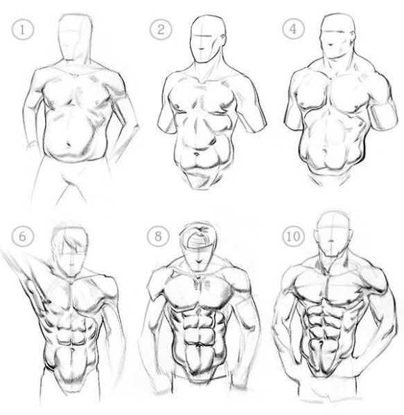 Мускулы для рисования для начинающих