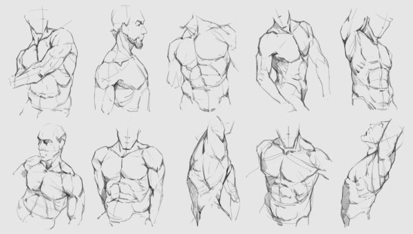 Мужская анатомия для рисования мышцы