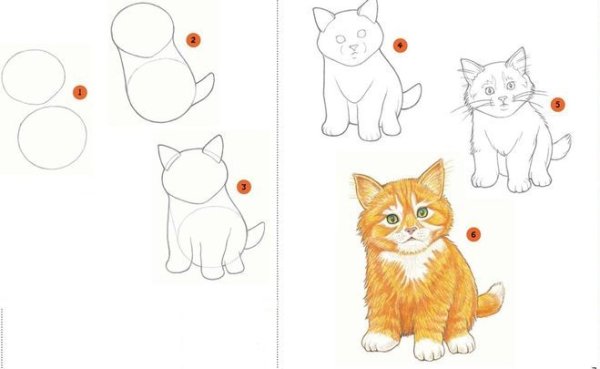 Этапы рисования кошки