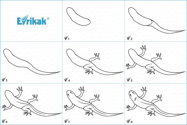 Поэтапное рисование ящерицы