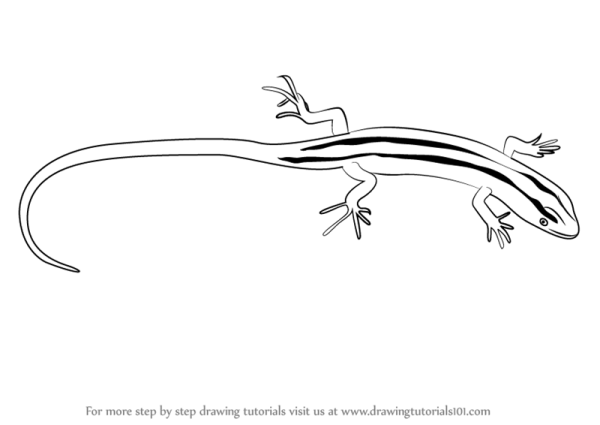 Игуана для срисовки