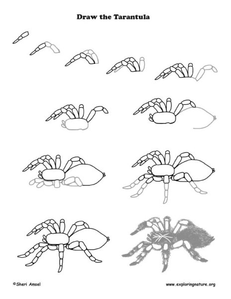 Нарисовать тарантула поэтапно