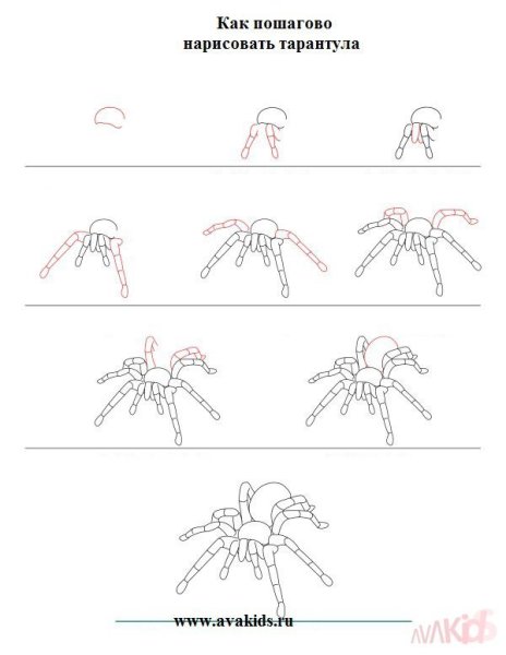 Нарисовать паука тарантула поэтапно