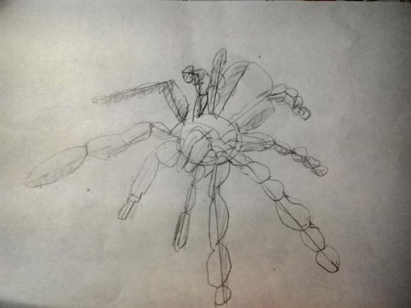 Тарантул карандашом