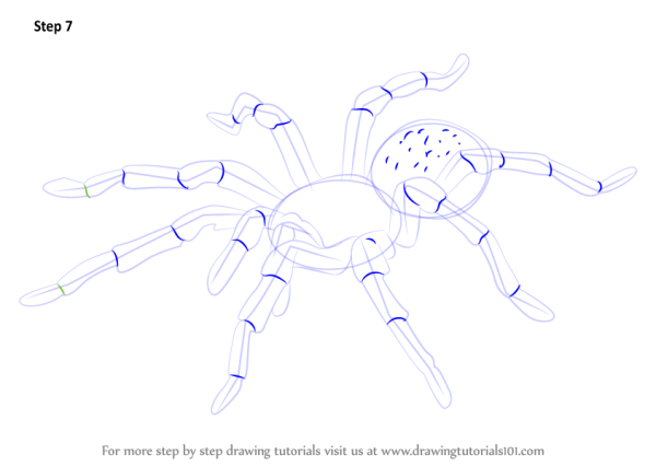 Тарантул рисунок карандашом для начинающих