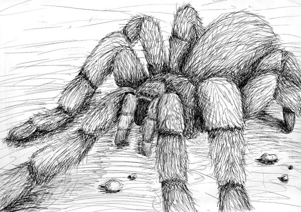 Тарантул карандашом