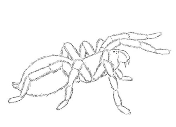 Тарантул рисунок карандашом