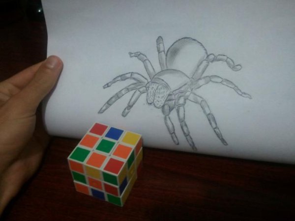 Тарантулы цветными маркерами