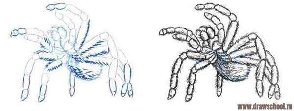 Нарисовать паука птицееда