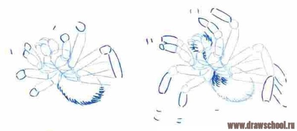 Рисунок паука тарантула красками поэтапно