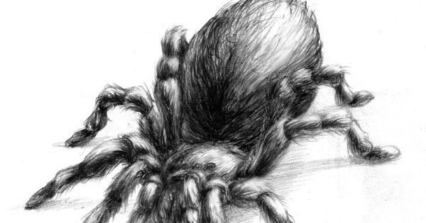 Паук рисунок