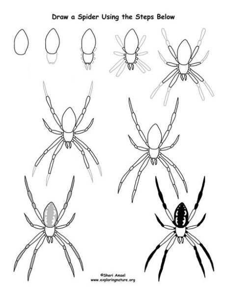 Тарантул строение