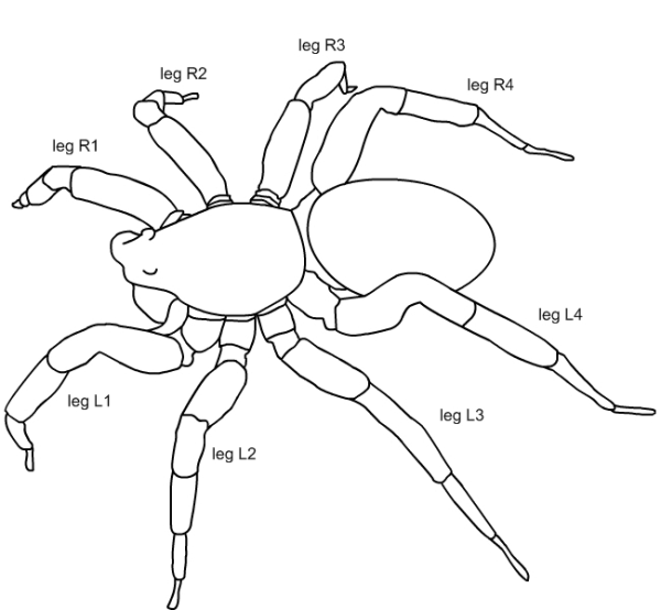 Паук раскраска