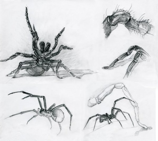 Как нарисовать видеоурок тарантула