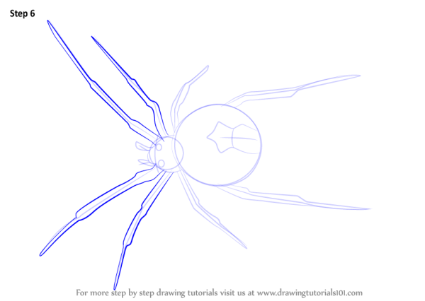 Паук крестовик раскраска