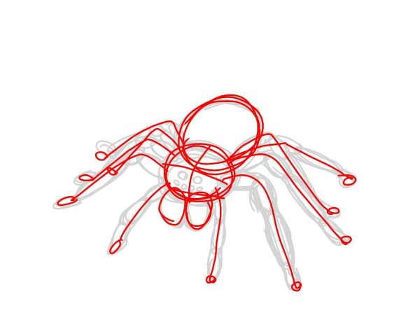 Паук Тарантул раскраска