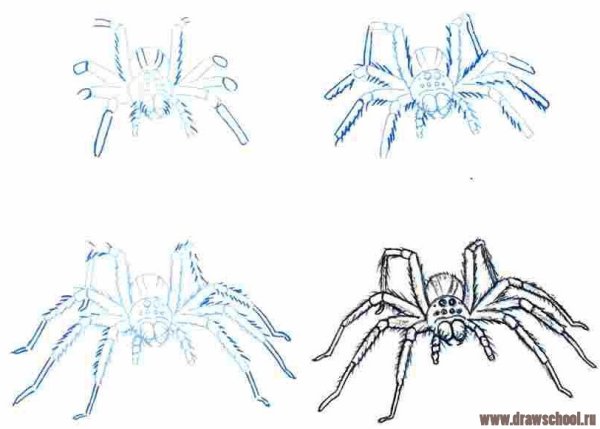 Паука птицееда пошаговый рисунок