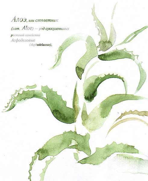 Алоэ графический рисунок