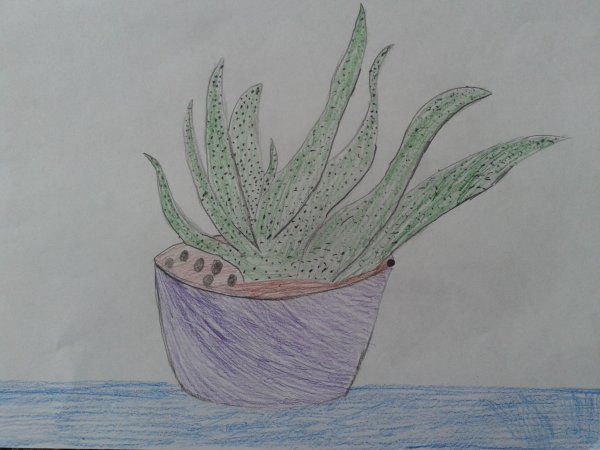 Алоэ для рисования