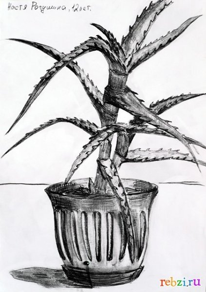 Зарисовки комнатных растений