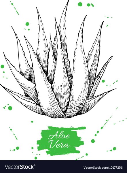 Алоэ для рисования