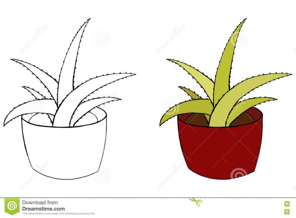 Раскраски комнатные растения алоэ