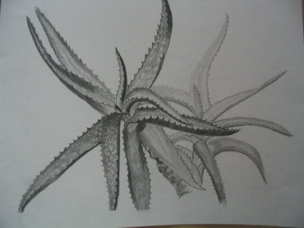 Столетник карандашом