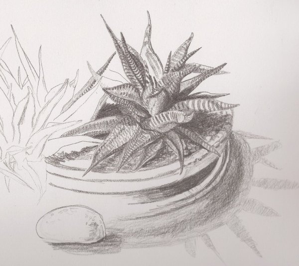 Зарисовки алоэ