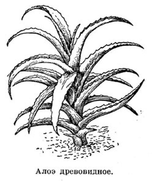 Алоэ древовидное столетник рисунок