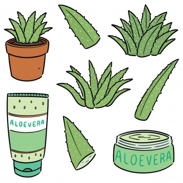 Алоэ рисунок легкий