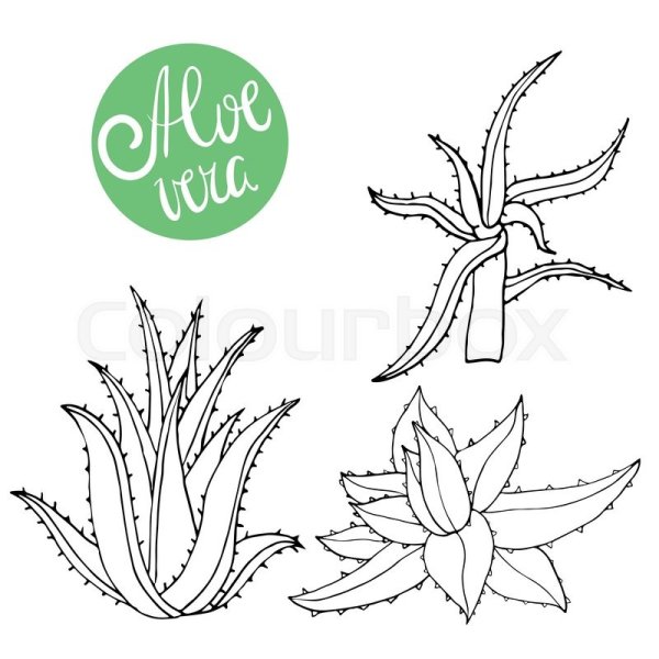 Алоэ трафарет
