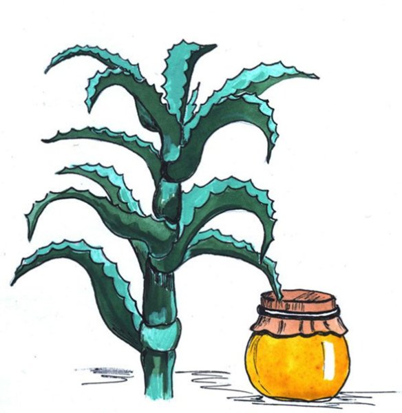 Рисунок алоэ в горшке карандашом