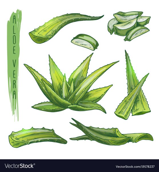Лист алоэ рисунок